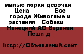 милые иорки девочки › Цена ­ 15 000 - Все города Животные и растения » Собаки   . Ненецкий АО,Верхняя Пеша д.